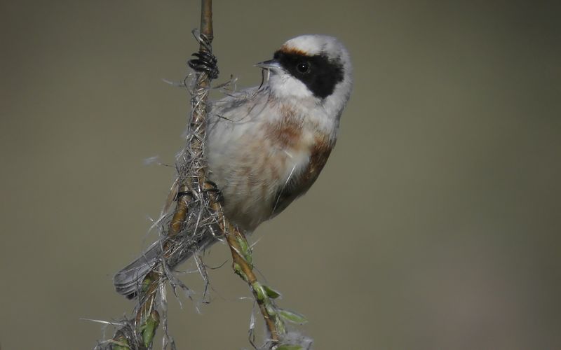 Pungmes - Penduline Tit   (Remiz pendulinus)