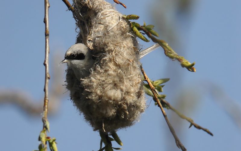 Pungmes - Penduline Tit   (Remiz pendulinus)