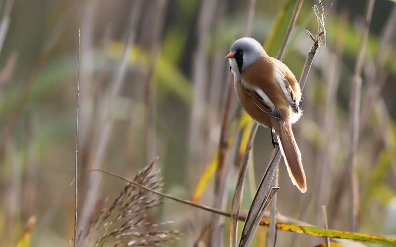 Skggmes - Bearded Tit (Panurus biarmicus) 