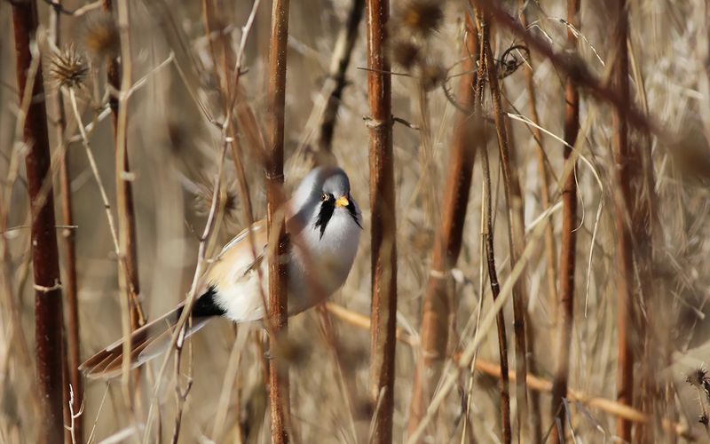 Skggmes - Bearded Tit (Panurus biarmicus) 
