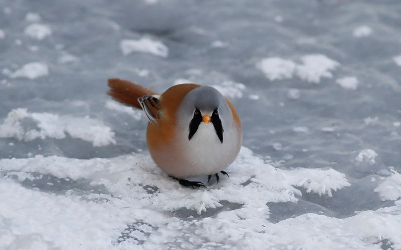 Skggmes - Bearded Tit (Panurus biarmicus) 