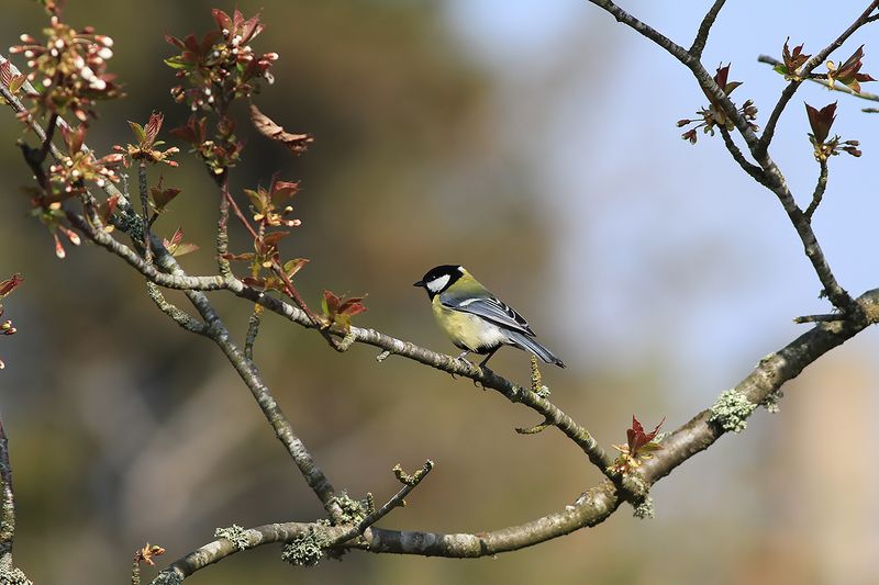 Talgoxe - Great Tit (Parus major)