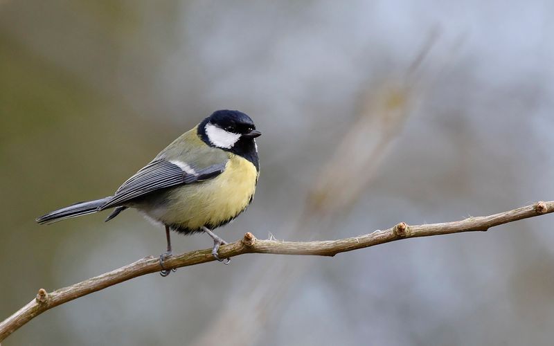 Talgoxe - Great Tit (Parus major)