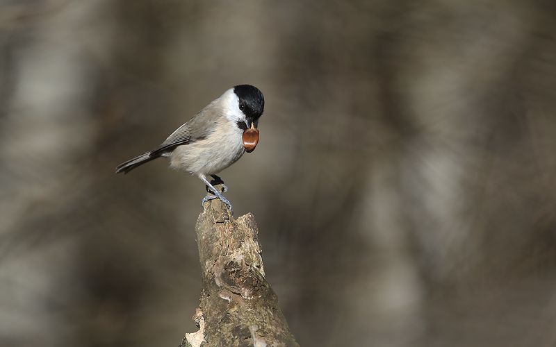 Entita - Marsh Tit (Poecile palustris