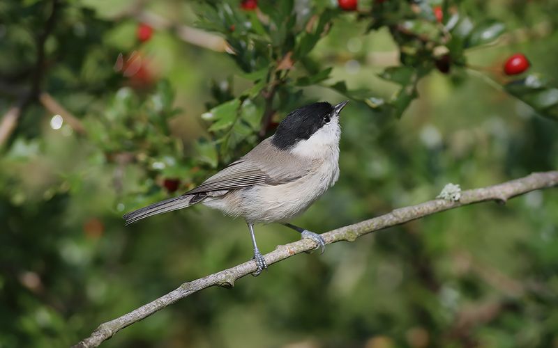 Entita - Marsh Tit (Poecile palustris
