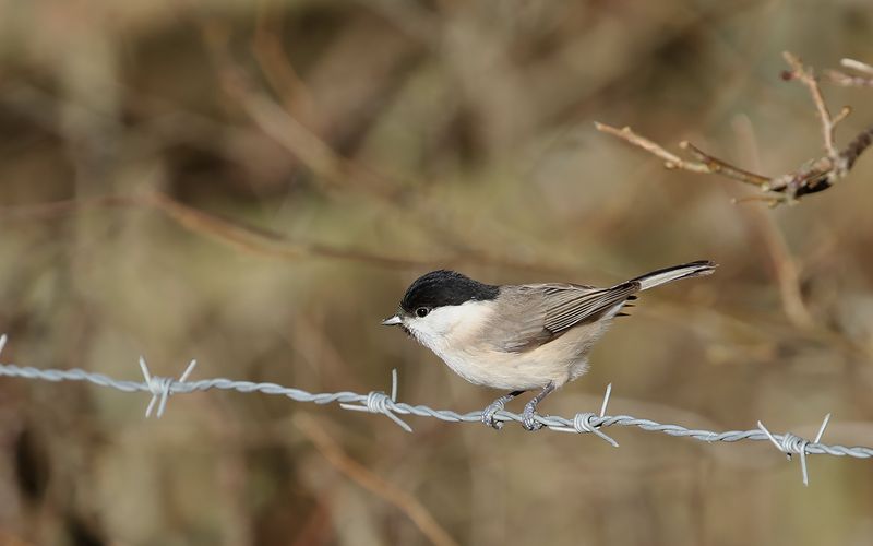 Entita - Marsh Tit (Poecile palustris