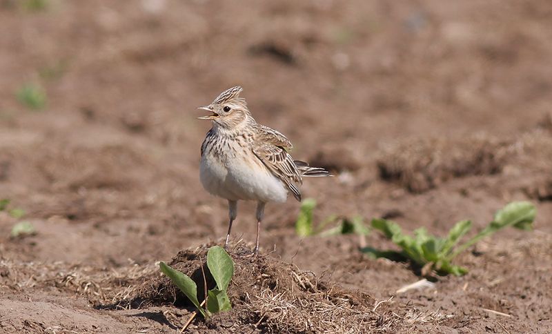 Snglrka - Eurasin Skylark (Alauda arvensis
