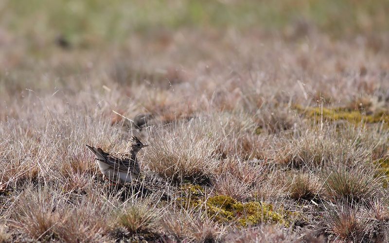 Snglrka - Eurasin Skylark (Alauda arvensis
