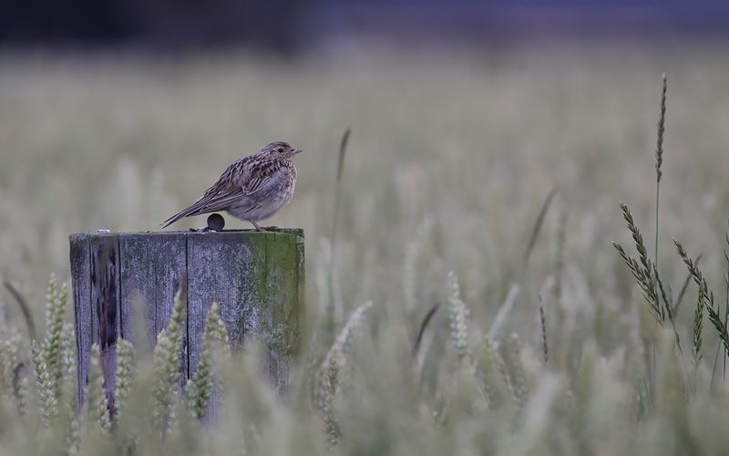 Snglrka - Eurasin Skylark (Alauda arvensis