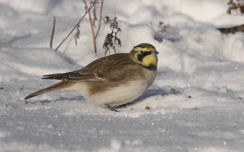 Berglrka - Shore Lark  (Eremophila alpestris)
