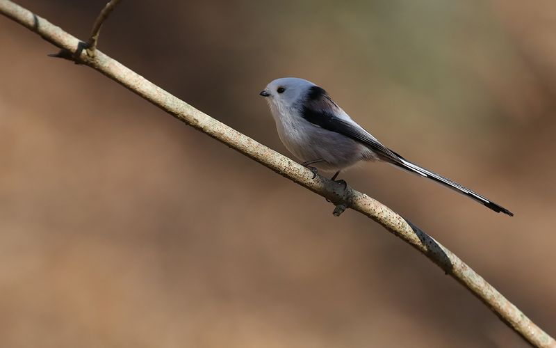 Stjrtmes - Long-tailed Tit (Aegithalos caudatus)