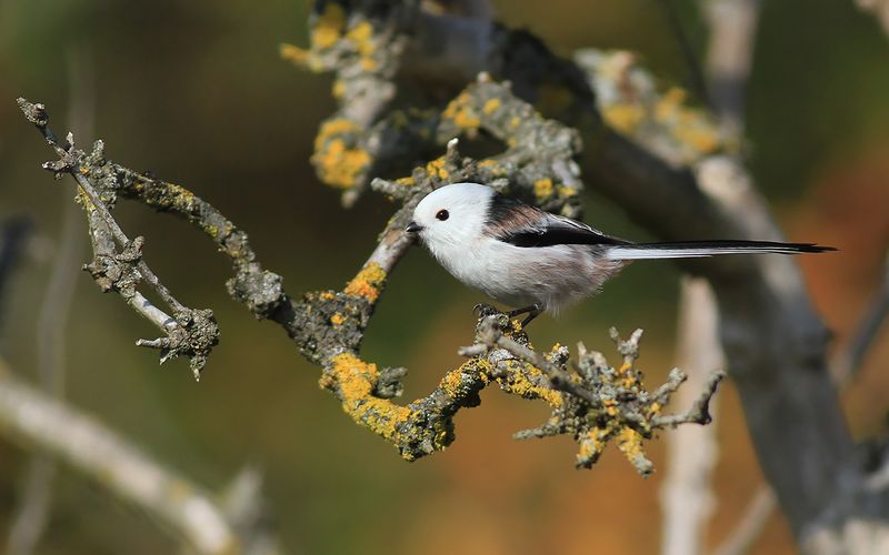 Stjrtmes - Long-tailed Tit (Aegithalos caudatus)