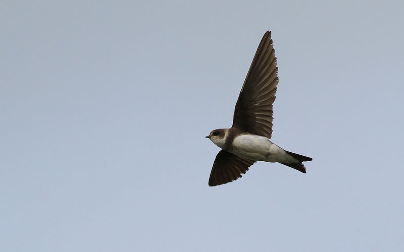 Backsvala - Sand Martin (Riparia riparia)