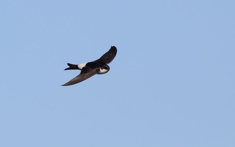 Hussvala - House Martin  (Delichon urbica)