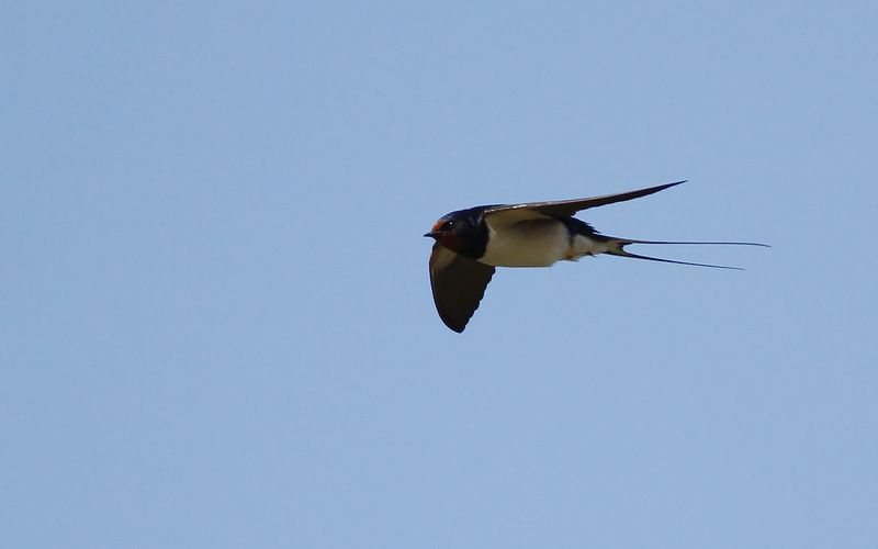 Ladusvala - Barn Swallow  (Hirundo rustica)