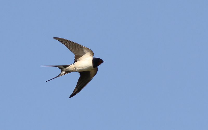 Ladusvala - Barn Swallow  (Hirundo rustica)