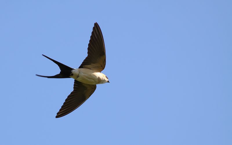 Rostgumpsvala - Red-rumped Swallow 	(Hirundo daurica)