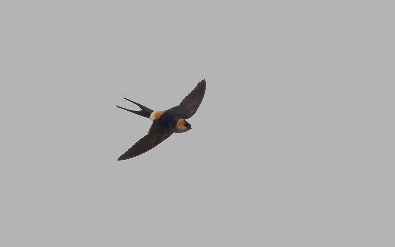 Rostgumpsvala - Red-rumped Swallow 	(Hirundo daurica)