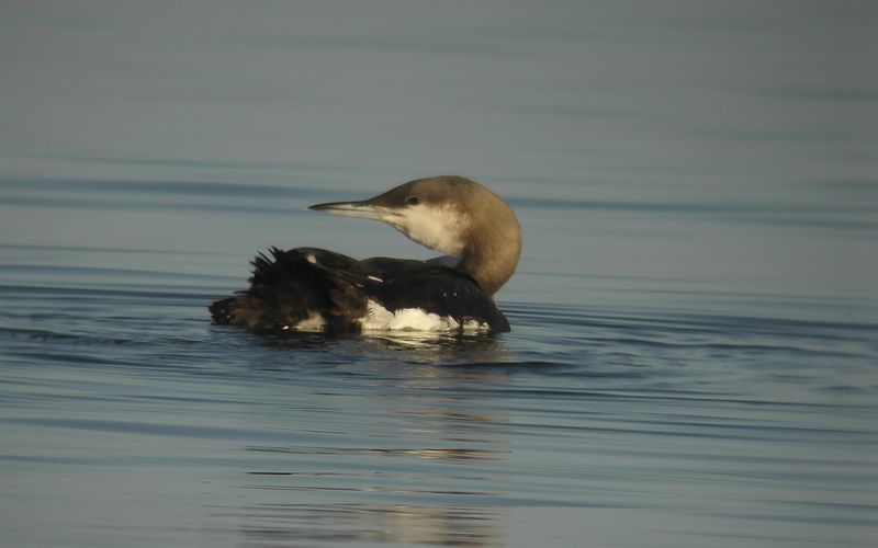 Storlom - Black-throated Diver (Gavia arctica) 
