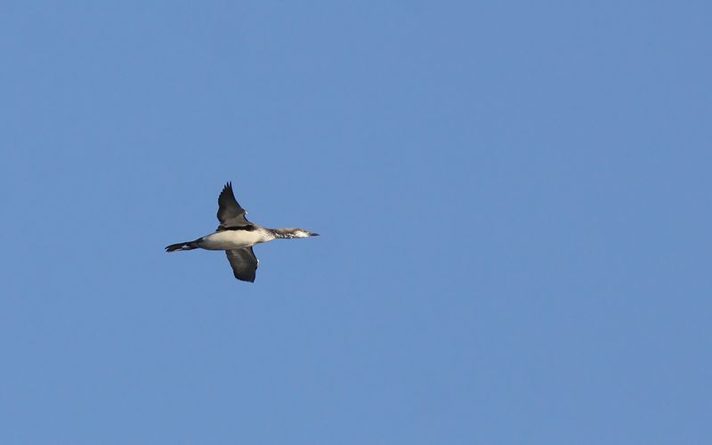 Storlom - Black-throated Diver (Gavia arctica) 