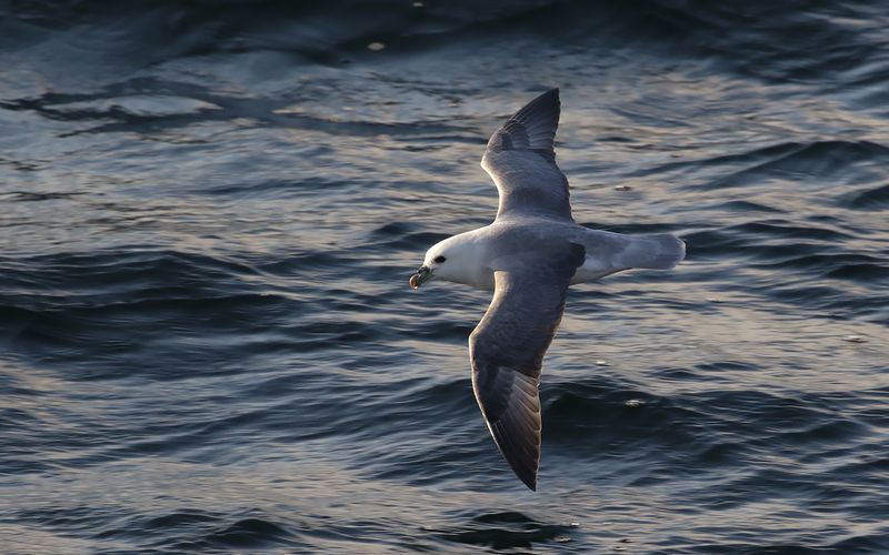 Stormfgel (Fulmarus glacialis)