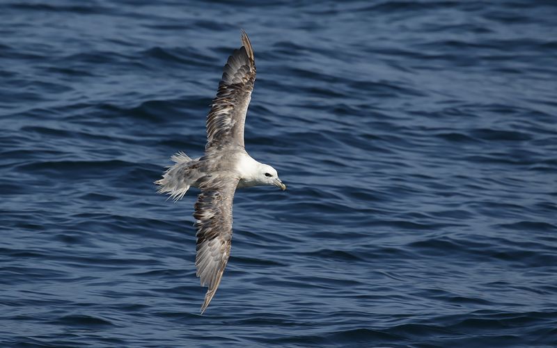 Stormfgel (Fulmarus glacialis)