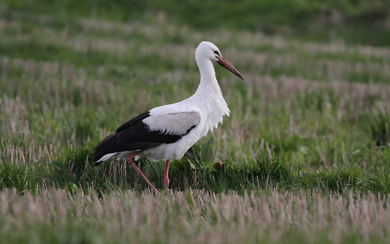 Vit stork - White stork (Ciconia ciconia)