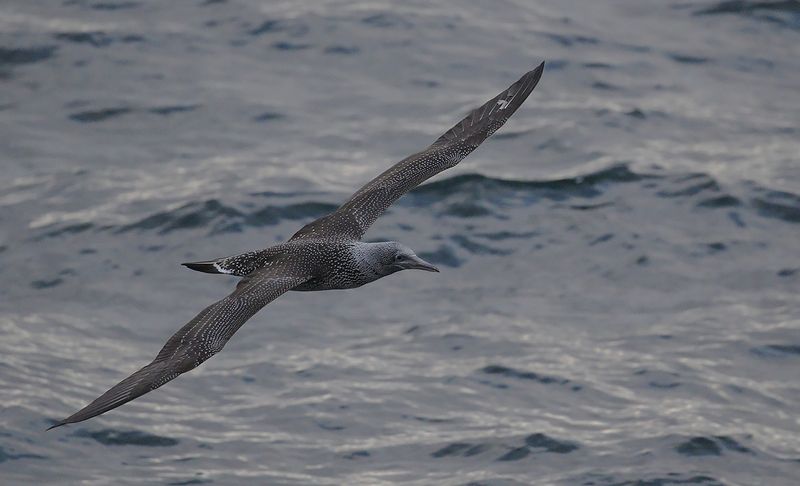 Havssula - Gannet  (Sula bassana)