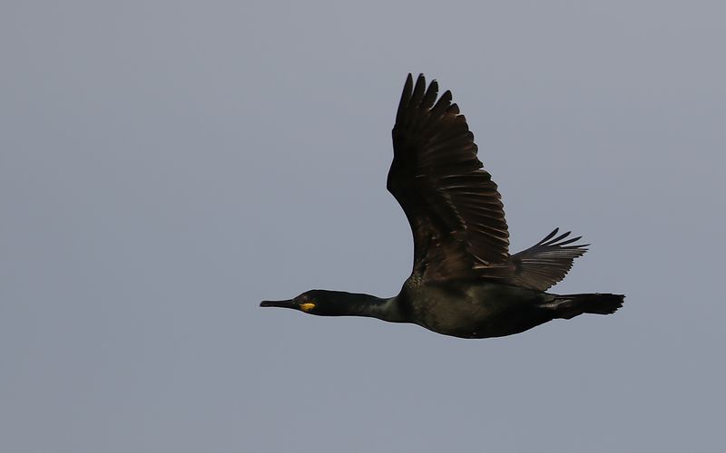 Toppskarv - European Shag (Gulosus aristotelis)