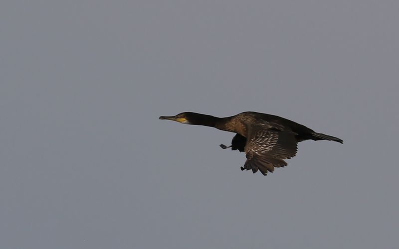 Toppskarv - European Shag (Gulosus aristotelis)