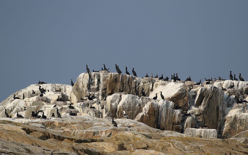 Storskarv - Cormorant  (Phalacrocorax carbo)