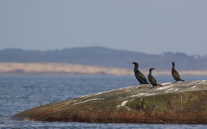 Storskarv - Cormorant  (Phalacrocorax carbo)