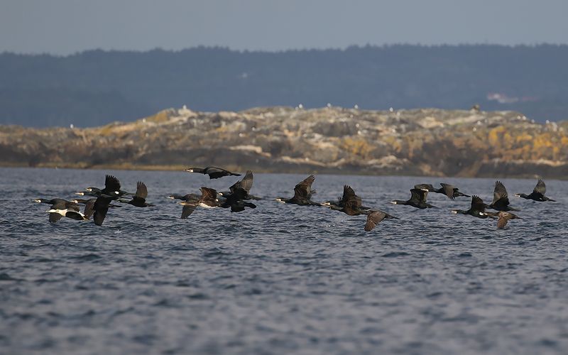 Storskarv - Cormorant  (Phalacrocorax carbo)