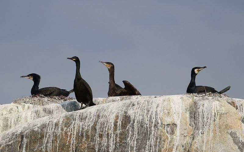 Storskarv - Cormorant  (Phalacrocorax carbo)