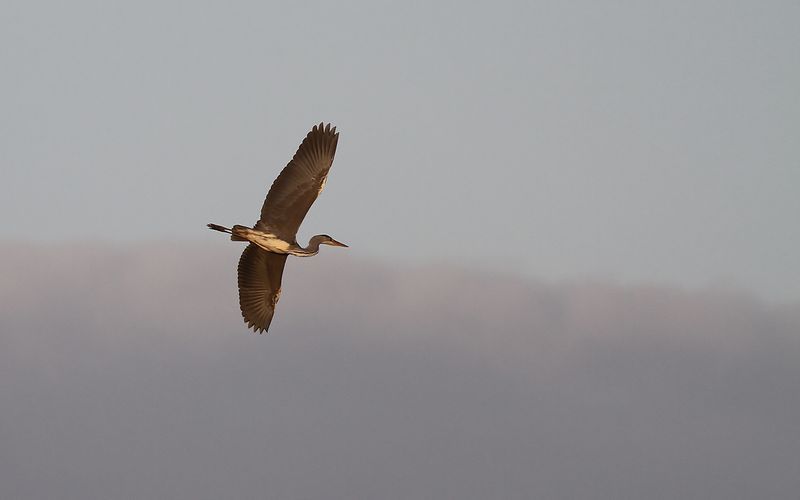 Grhger - Grey Heron (Ardea cinerea)