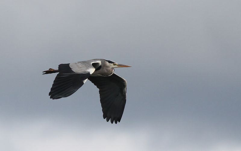 Grhger - Grey Heron (Ardea cinerea)