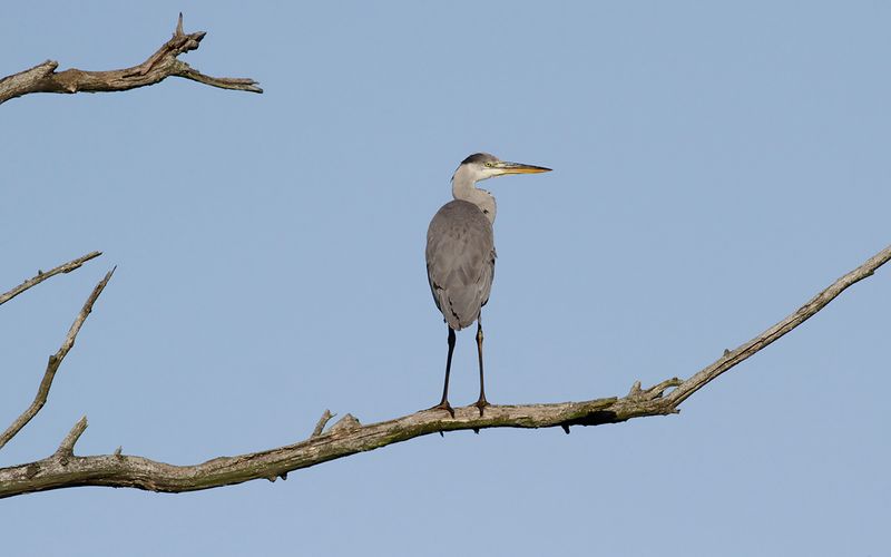 Grhger - Grey Heron (Ardea cinerea)