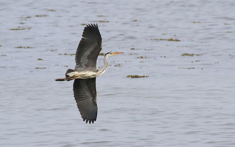 Grhger - Grey Heron (Ardea cinerea)