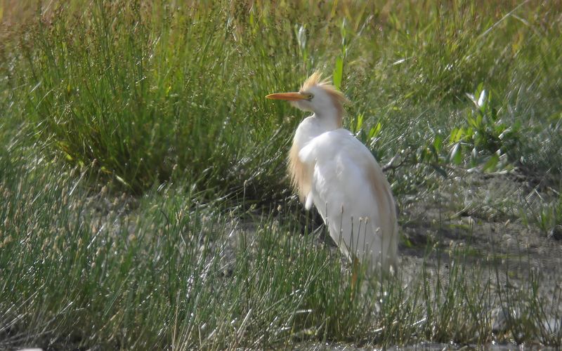 Kohger - Cattle Egret  (Ardea ibis)