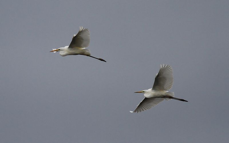 Loons - Herons