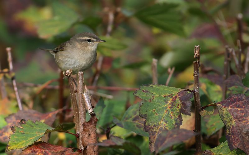 Brunsngare - Dusky warbler  (Phylloscopus fuscatus)