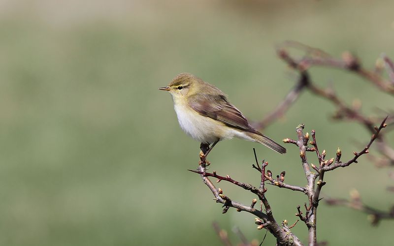 Lvsngare - Willow Warbler  (Phylloscopus trochilus)