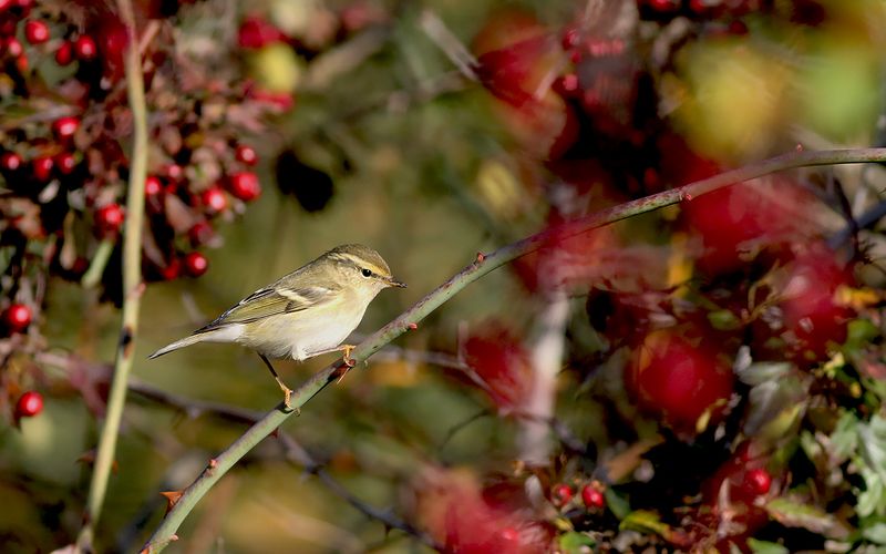 Taigasngare - Yellow-browed Warbler (Phylloscopus inornatus)