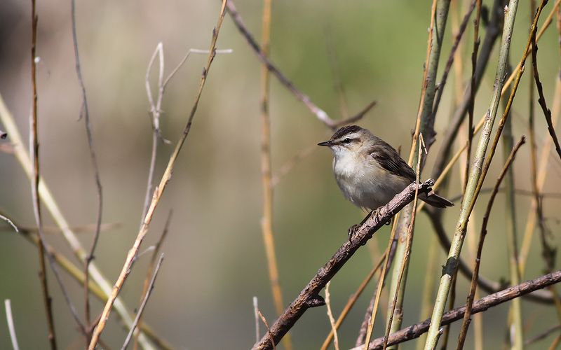 Sävsångare - Sedge Warbler (Acrocephalus schoenobaenus)