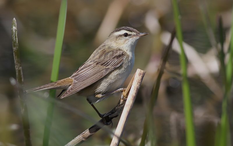 Sävsångare - Sedge Warbler (Acrocephalus schoenobaenus)