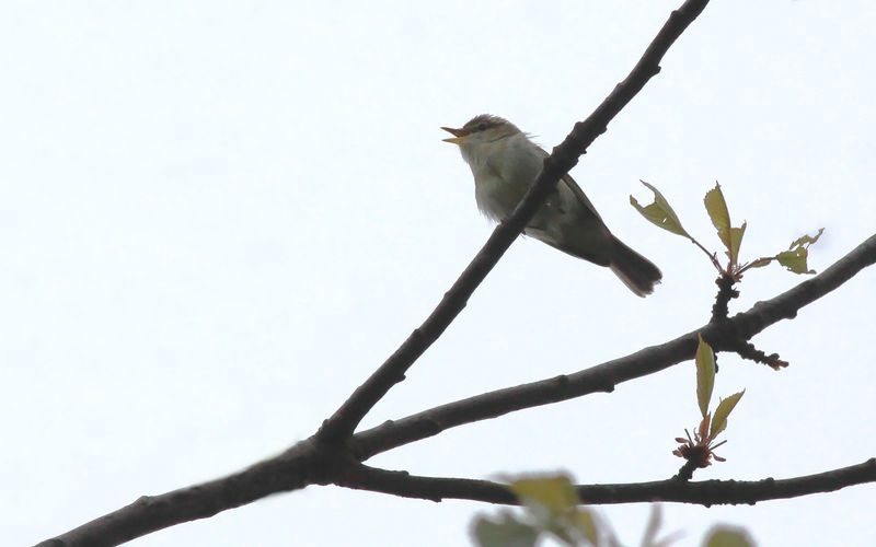 Lundsångare - Greenisg Warbler (Phylloscopus trochiloides)