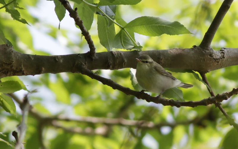 Lundsångare - Greenisg Warbler (Phylloscopus trochiloides)