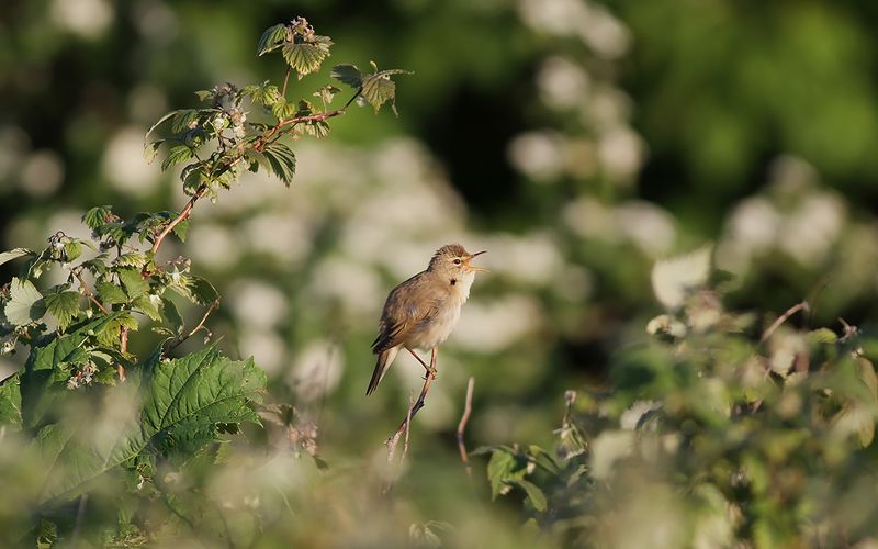 Kärrsångare - Marsh Warbler (Acrocephalus palustris)