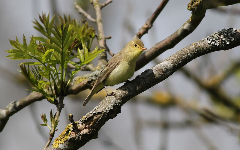 Härmsångare - Icterine Warbler (Hippolais icterina)