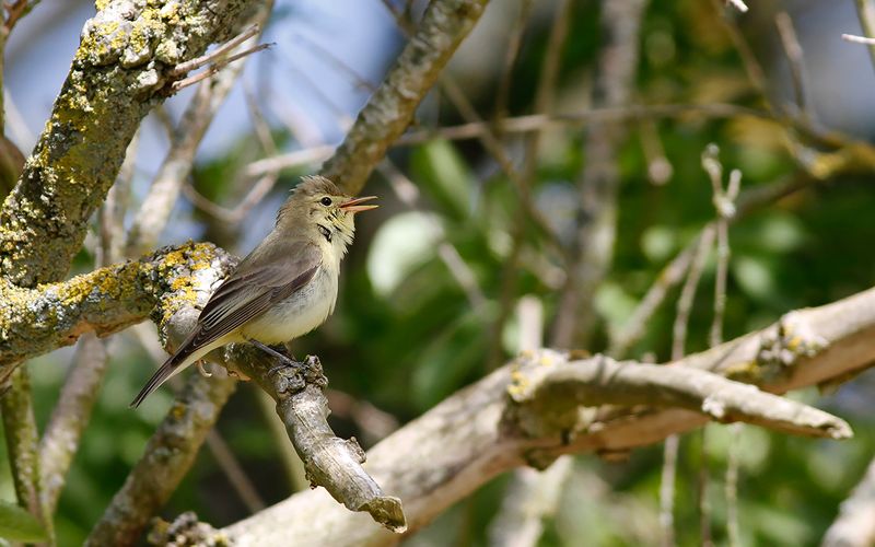 Härmsångare - Icterine Warbler (Hippolais icterina)